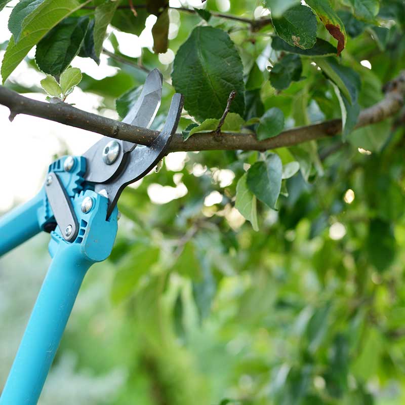 Services-Lawn-Care-pic Landscaping in Chattanooga